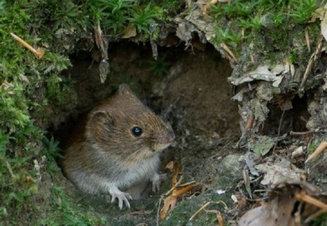 Ante el miedo algunos roedores recurren al sexo