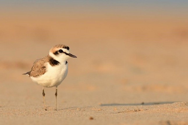 Ya sabes cuál es el Ave del Año 2019