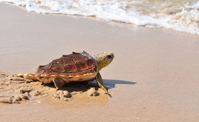 Liberadas en Bolonia dos tortugas boba recuperadas en el Centro de Gestión del Medio Marino de Algeciras (Cádiz)