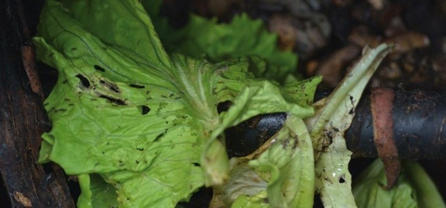 Del desperdicio al beneficio Alimentación sustentable