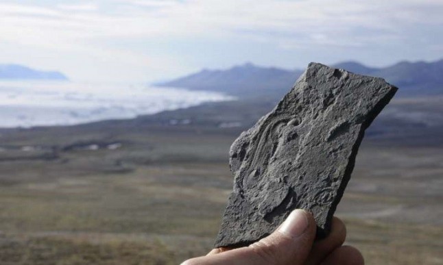 Determinados los orígenes evolutivos de la biodiversidad animal