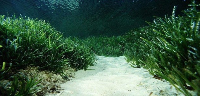 REE prevé acabar este otoño la recuperación de 2 hectáreas de pradera de Posidonia oceánica en Baleares