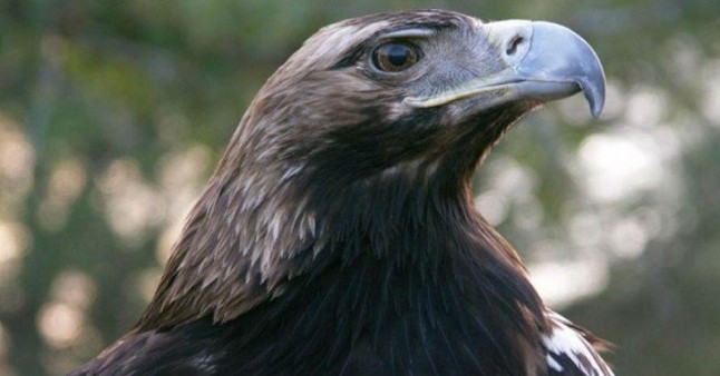 Zoo Aquarium de Madrid acoge un águila imperial cedida por el CRAS de la Comunidad de Madrid