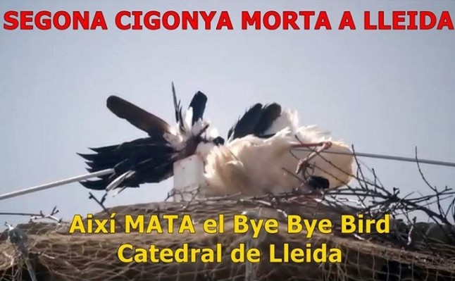 Un dispositivo móvil de la Catedral de Lleida mata a una cigüeña en plena temporada de cría