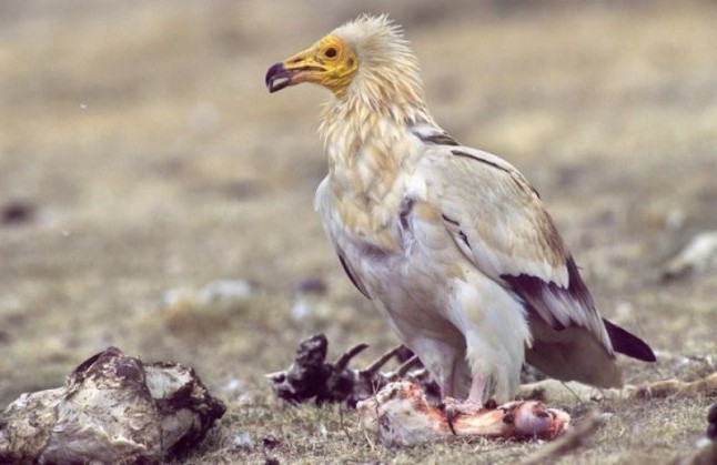 Liberan un alimoche en Riaza (Segovia) que será el centinela contra el uso del veneno en la zona