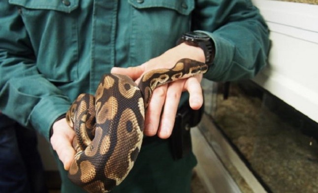 Investigan un criadero clandestino con 23 serpientes pitón en una vivienda