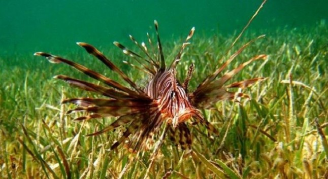 Especies exóticas marinas