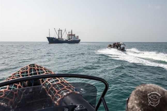 Sea Shepherd pide que EE UU prohíba las importaciones de pescado procedentes de empresas pesqueras de Nueva Zelanda que están llevando a los delfines de la extinción