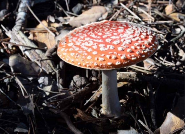 Ya se puede consultar la Memoria Anual 2017 del CREAF