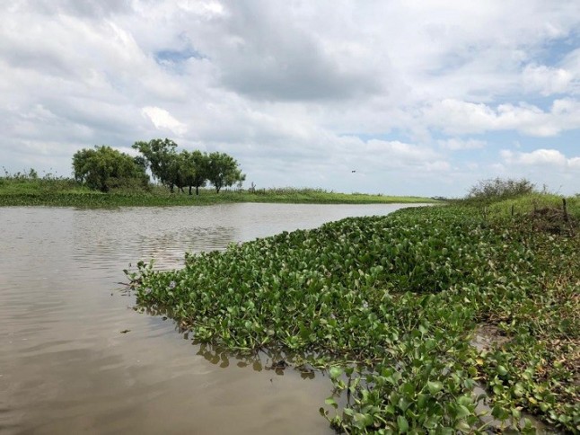 La contaminación del hábitat del manatí