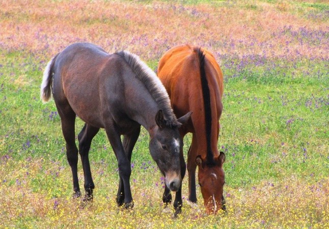 La morfología de los purasangre lusitanos se ha adaptado para la competición