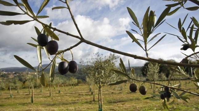 Restaurar las zonas improductivas con plantas silvestres y mantener la cubierta herbácea