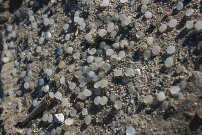 Tarragona. Mediterrània denuncia al Seprona la acumulación de una gran cantidad de esferas de poliestireno en la playa de La Pineda
