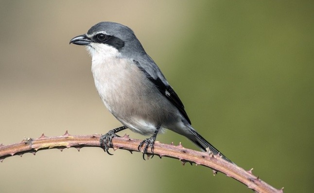 El Gobierno incorpora mejoras para la protección de dos aves y cuatro especies marinas