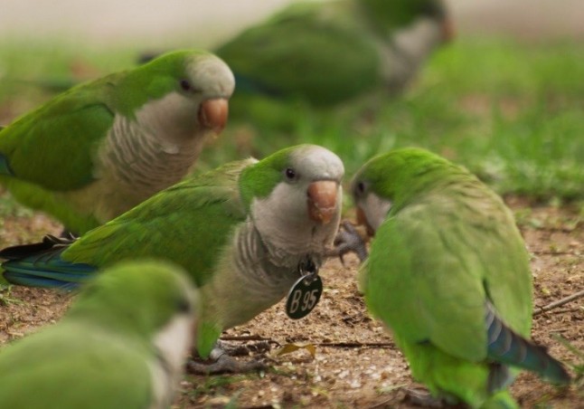 La nueva ordenanza de Medio Ambiente de Madrid limitará el uso de químicos y retirará nidos de invasoras cuando sea viable