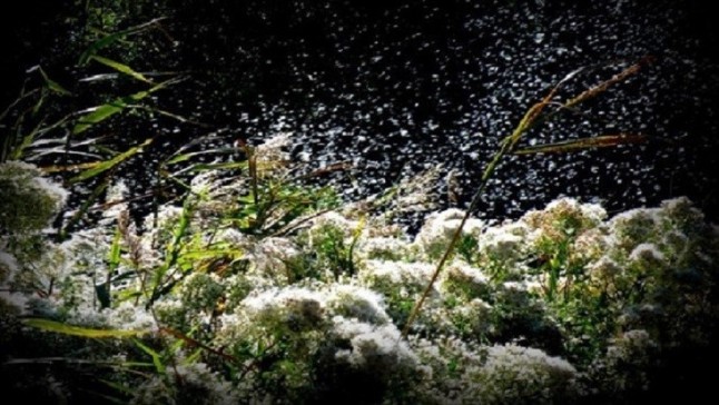 Cantabria incorporará el protocolo de RIA para luchar contra la chilca