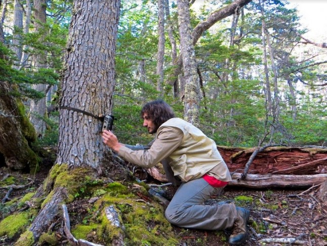 La amenaza de las especies exóticas invasoras en  la Reserva de la Biosfera Cabo de Hornos