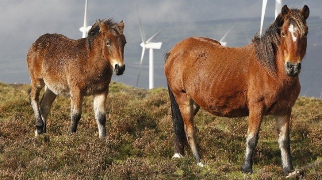 Investigan a dos personas por maltrato a siete caballos que aparecieron muertos en un barranco