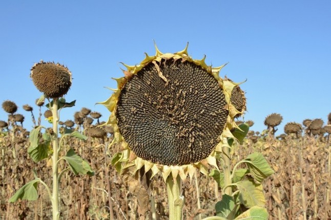 Reducir laboreos y cubiertas verdes