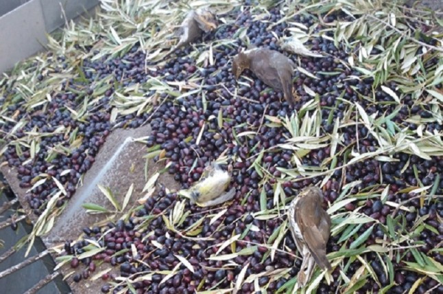La recogida mecanizada nocturna de aceitunas matará a casi 3.000.000 de aves
