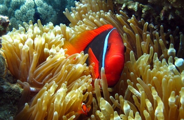 Analizando la reacción de un pez payaso canela