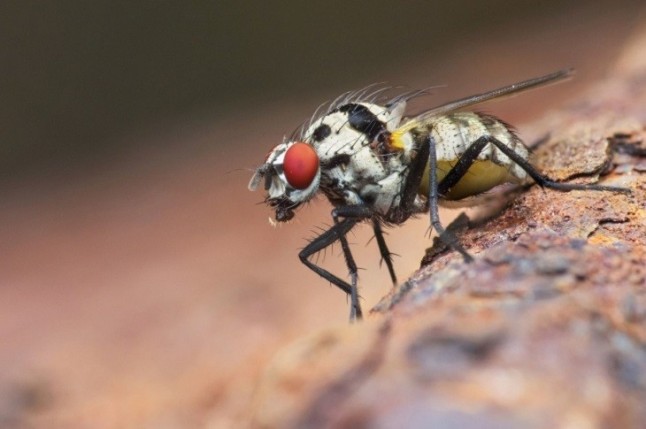 Primer sistema de "activación genética" antiplaga del mundo