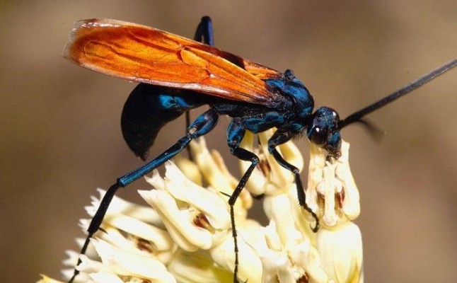 Una espantosa avispa come y madura como el monstruo de Alien