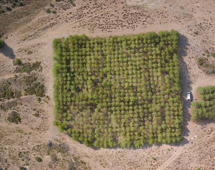 Los bosques de pino carrasco serán los primeros en sufrir la crisis climática