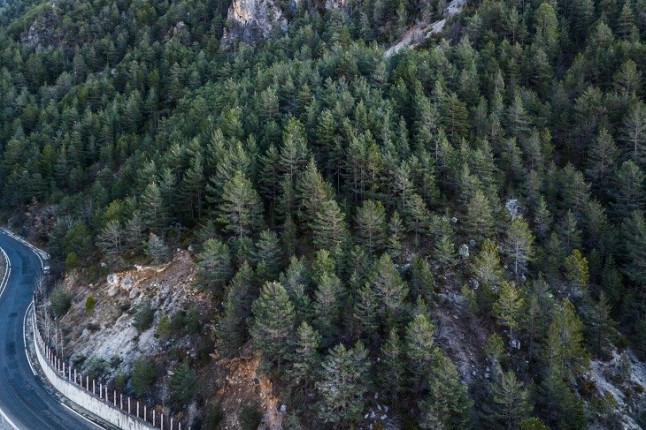 La campaña de seguimiento de la procesionaria vuelve los bosques de Catalunya por Navidad