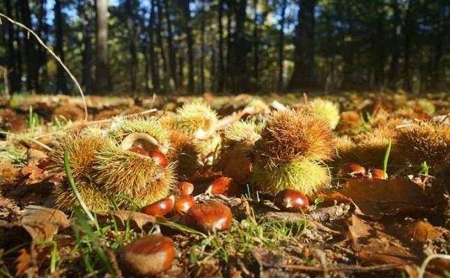 Castañar del Tiemblo