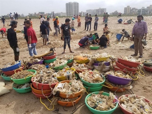 Eliminan 5 millones de kilos de basura de una playa de la India y las tortugas regresan a anidar después de 20 años