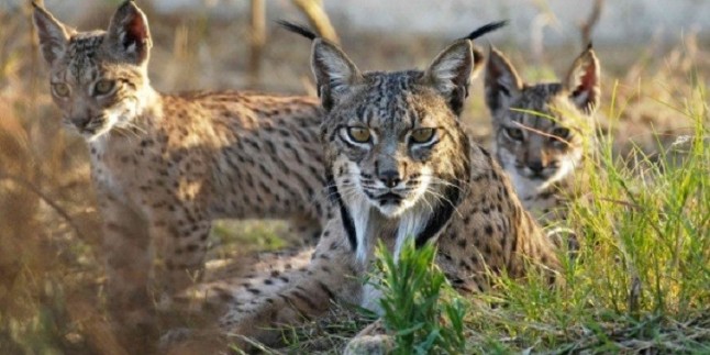 La Junta de Andalucía insiste en la importancia de la implicación social para seguir avanzando en la protección del lince ibérico