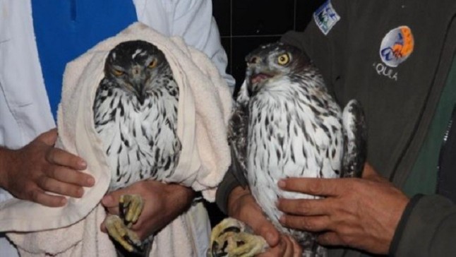 España y Bulgaria colaboran en favor del águila de Bonell