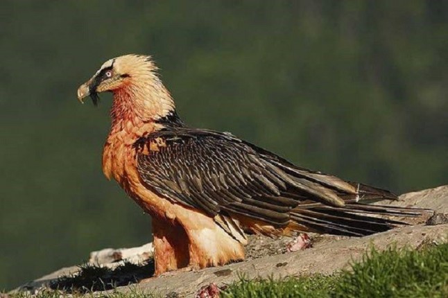 Expertos internacionales debaten en Cazorla sobre los programas de reintroducción del quebrantahuesos
