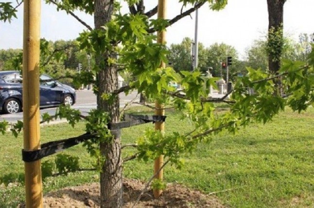 Plantan una lluvia de árboles en la Comunidad de Madrid para mejorar la calidad del aire