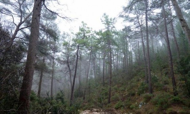 Aprobada la aplicación de tratamientos preventivos para la conservación de los montes de Granadilla (Cáceres)