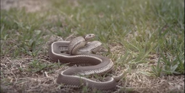 Decomisan una serpiente de california que un vecino de Santiago del Teide tenía como mascota