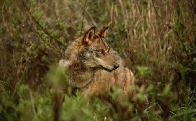 Aprobada la protección a todas las poblaciones de lobo ibérico al sur del Duero