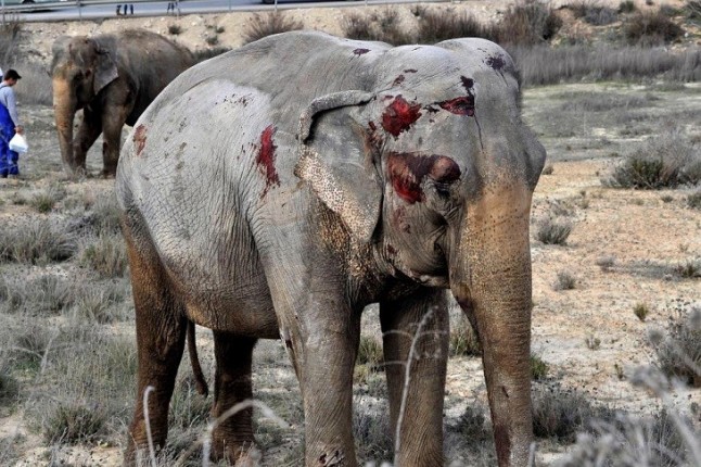 Elefantes muertos y heridos para la diversión de los más pequeños