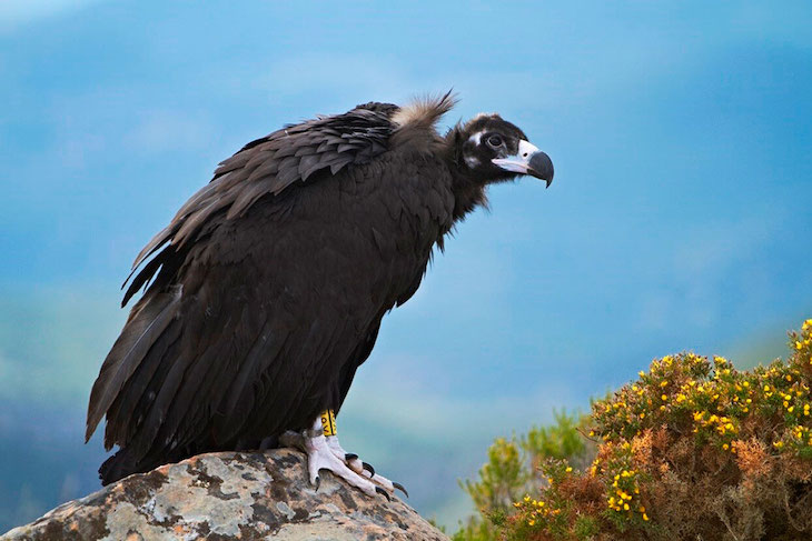 El buitre negro ‘conquista’ la Península Ibérica