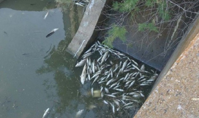 Avisan de un episodio de "gran mortandad de peces" en el Guadaíra coincidiendo con el último vertido