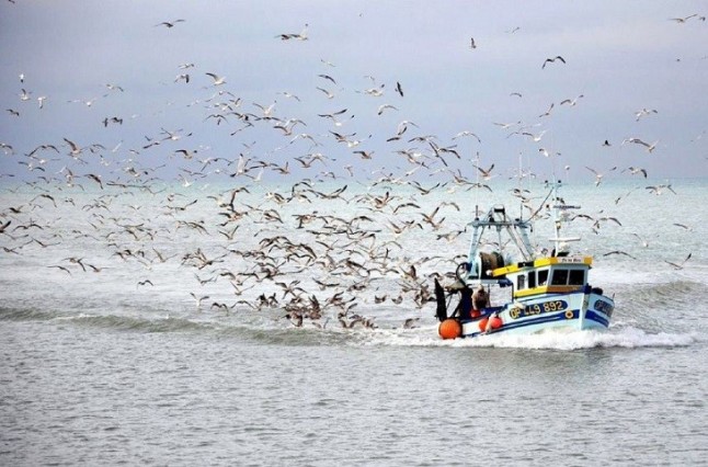 La pesca de palangre mata a 300.000 aves marinas en el Mediterráneo