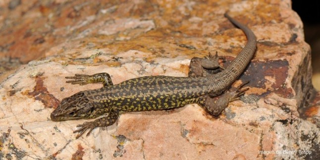 El Gobierno aumenta el nivel de protección legal de 27 especies de fauna y flora amenazadas en España