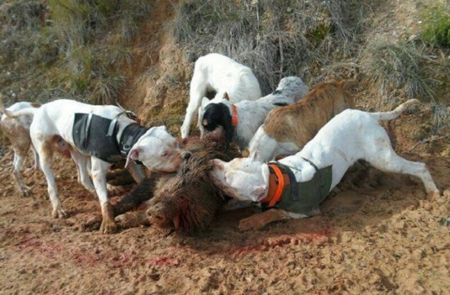 Un hombre entrenaba dogos argentinos para atacar y matar cerdos vietnamitas