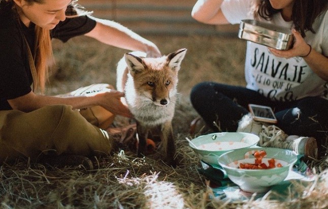 El santuario de animales "Reserva Wild Forest" busca fondos para su funcionamiento mediante un ‘crowdfunding’