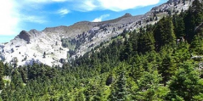 Los escenarios futuros de cambio climático podrían conducir a la extinción del pinsapo