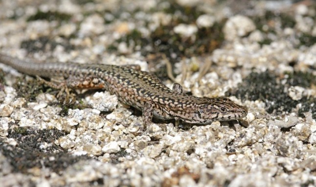 Probado en lagartijas un proceso evolutivo teorizado hace un siglo