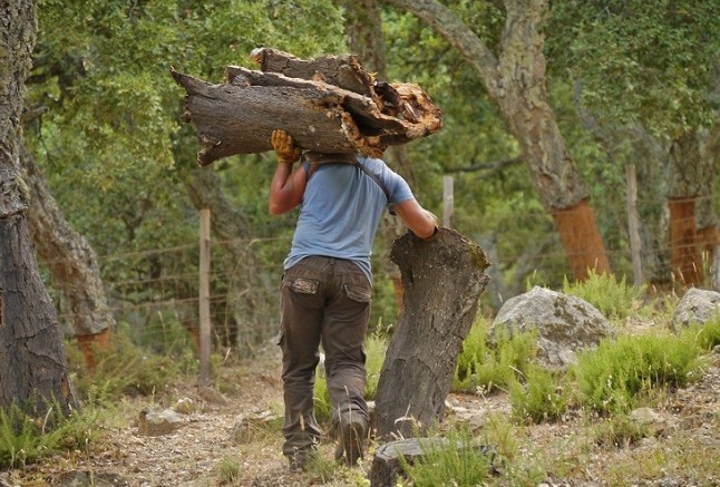La campaña del corcho se cierra en Despeñaperros (Jaén)
