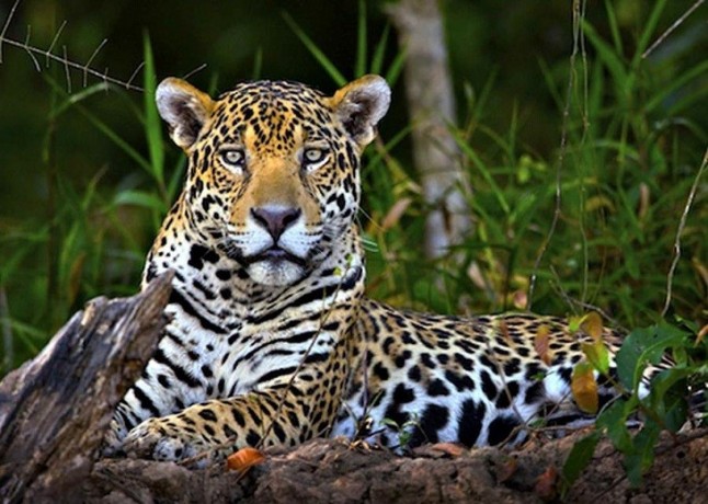 Proponen reconocer al jaguar como especie bandera de América