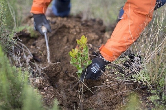 El Ayuntamiento reforesta el bosque de Bellver con 300 nuevas plantas
